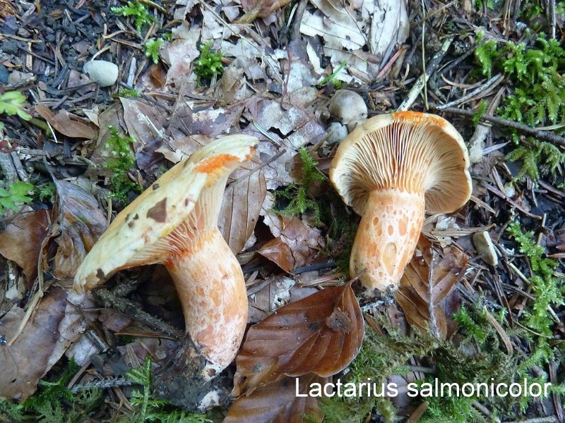 Lactarius salmonicolor-amf1089.jpg - Lactarius salmonicolor ; Syn: Lactarius subsalmoneus ; Nom français: Lactaire du sapin, Lactaire saumon